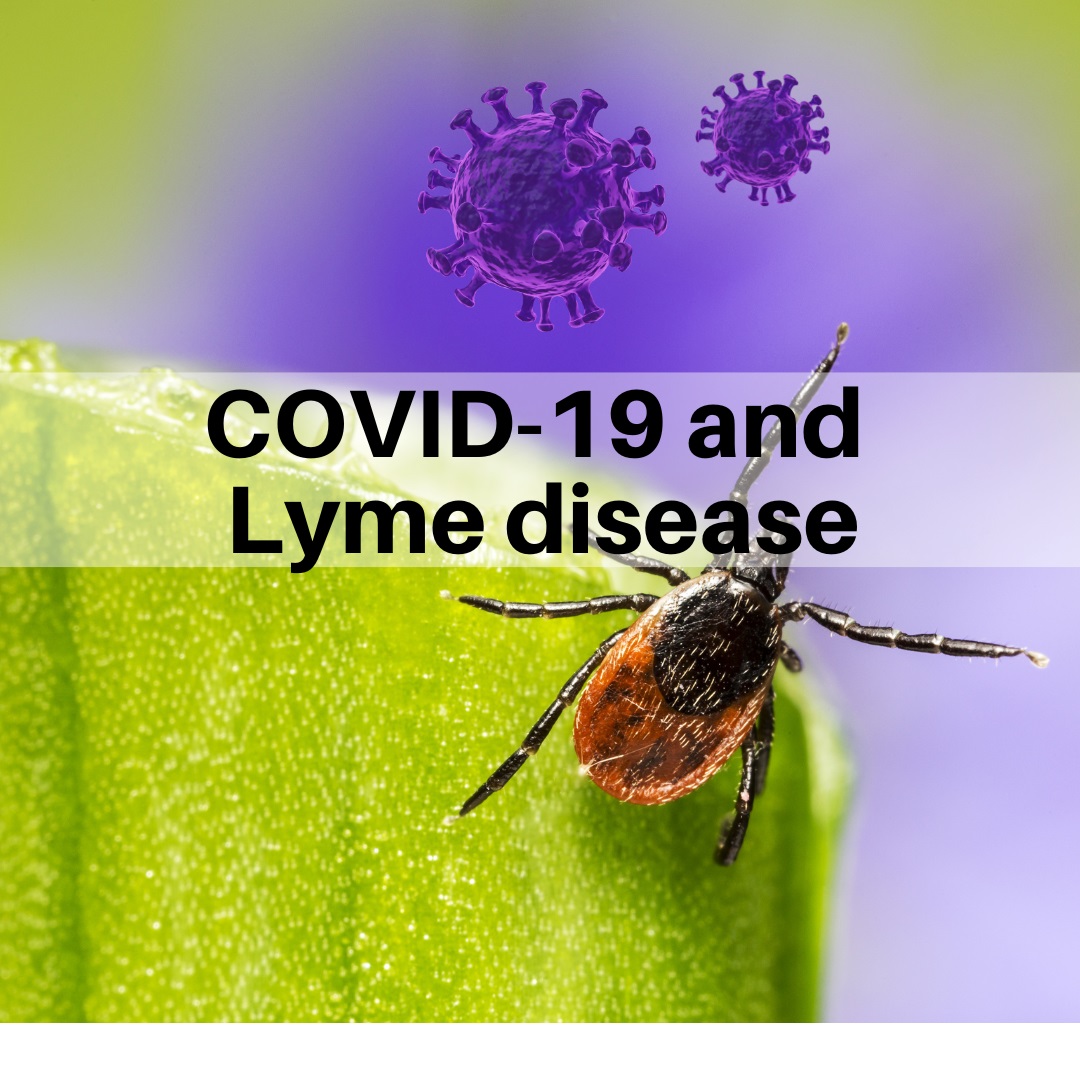 Does having Lyme disease increase the risk for severe COVID?