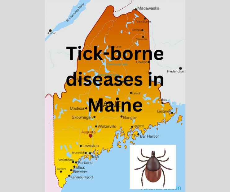 Record numbers of tickborne diseases in Maine this year