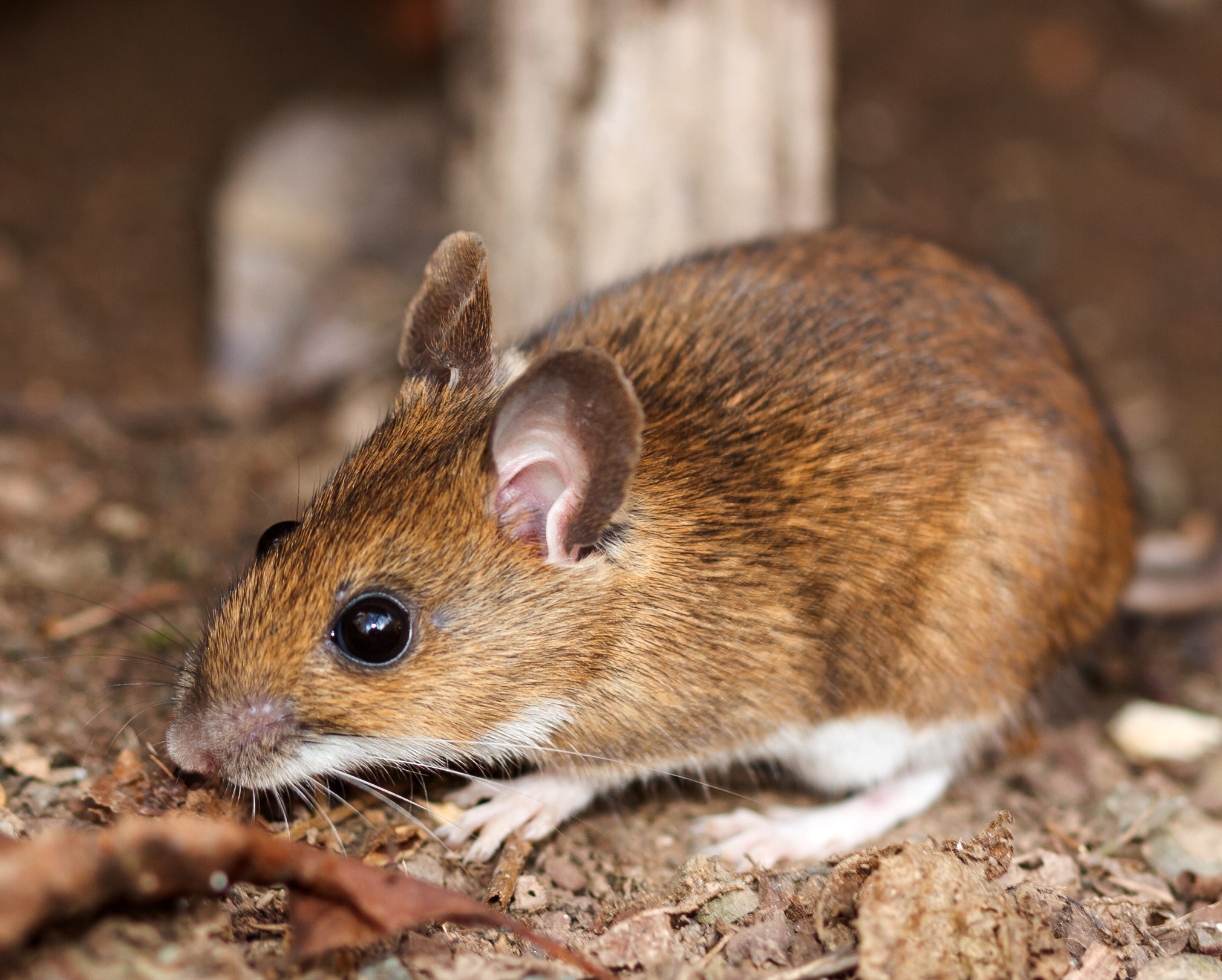 Vaccinating mice to protect people from Lyme disease