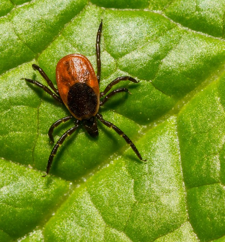 Ticks "hunker down and survive" extreme temperatures