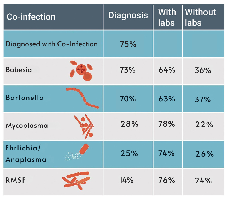 common confections with persistent Lyme disease