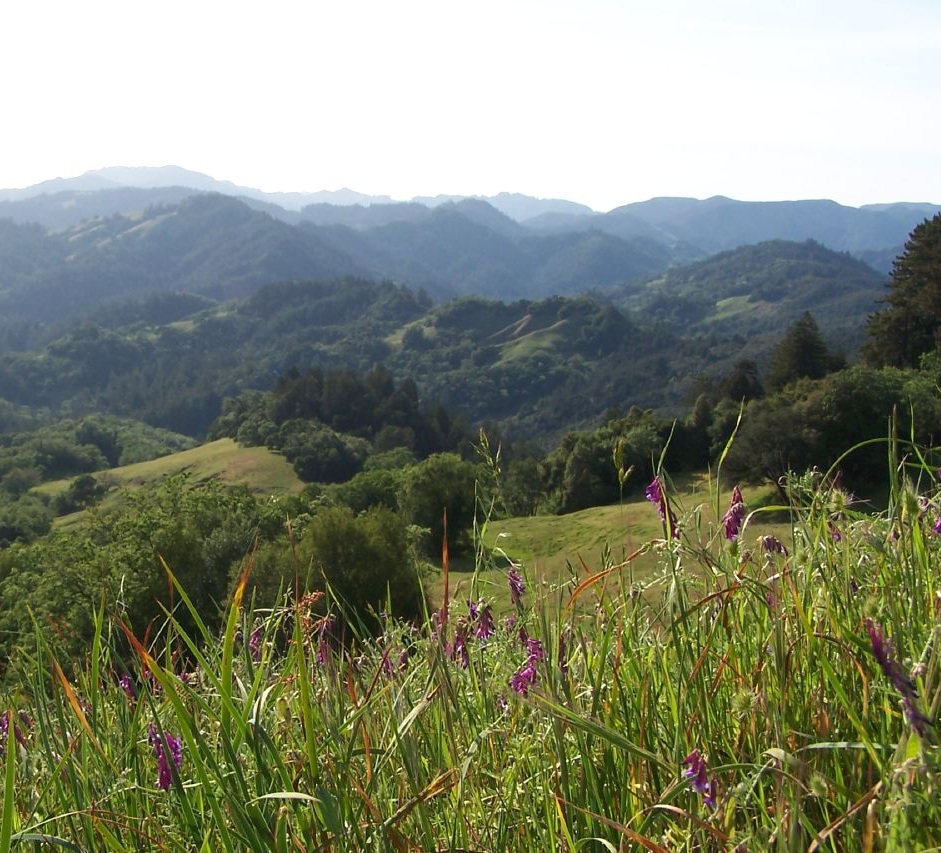 Little-known spotted fever pathogen detected in California ticks